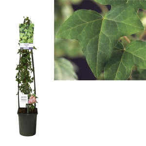 Hedera helix +light label