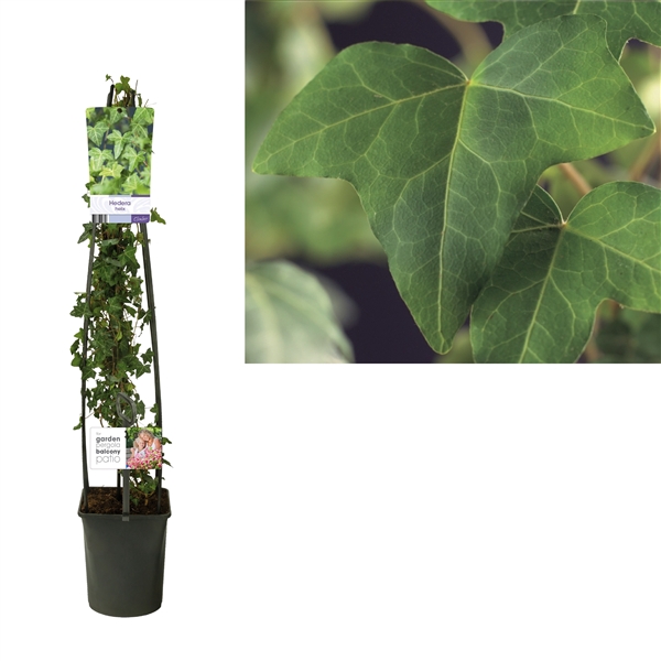 <h4>Hedera helix +light label</h4>