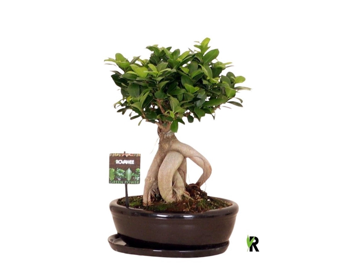 <h4>Ficus Ginseng</h4>