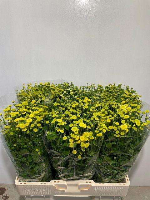 <h4>TANA PA AMAZONE</h4>