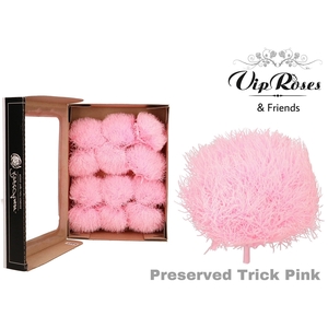 R PRESERVED TRICK PINK (10-12 Pcs.)