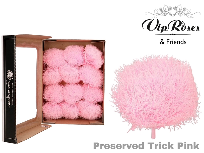 <h4>R Preserved Trick Pink (10-12 Pcs.)</h4>