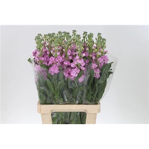 Matth Iron Pink