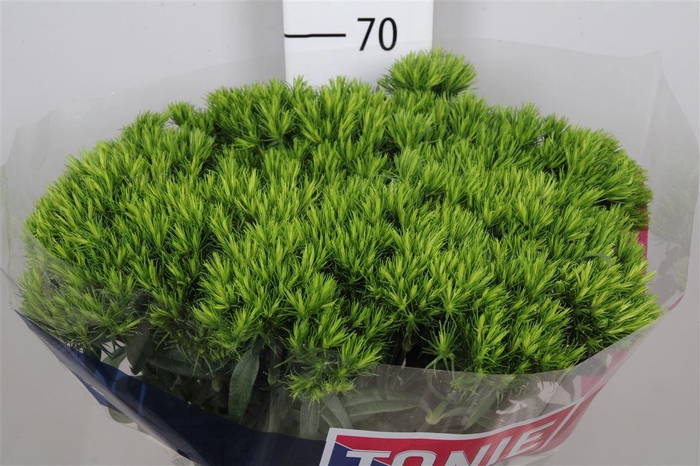 <h4>Di Barb Green Wicky</h4>