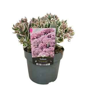Sedum telephium Seduction La Vie en Rose