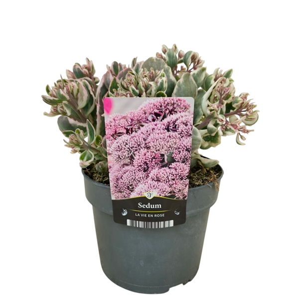 <h4>Sedum telephium Seduction La Vie en Rose</h4>