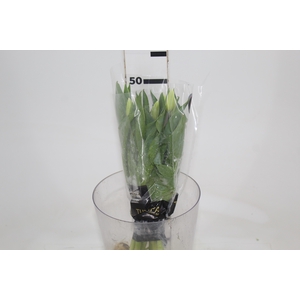 TULIPA BRANCO COM BULBOS