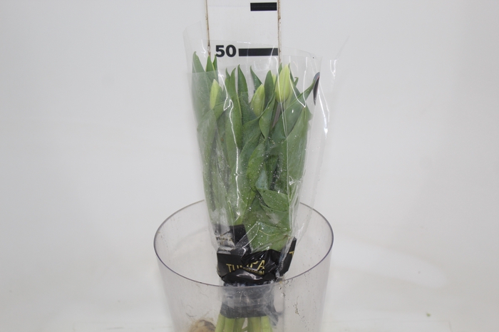 <h4>TULIPA BRANCO COM BULBOS</h4>