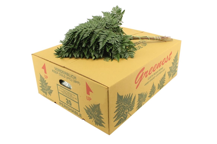 <h4>Lederv. Large Queens</h4>