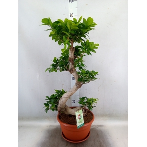 Ficus microcarpa 'Ginseng'