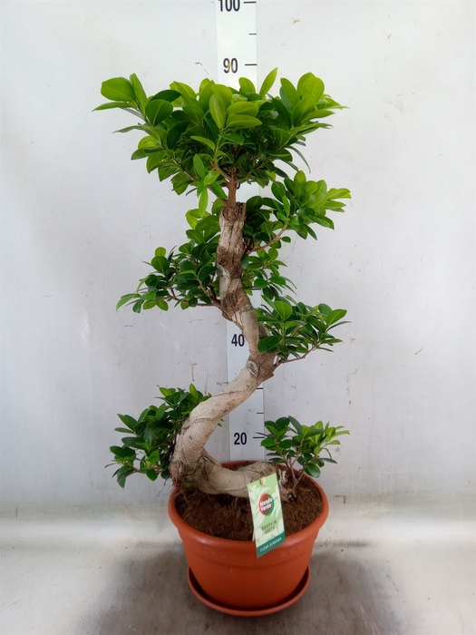 <h4>Ficus microcarpa 'Ginseng'</h4>