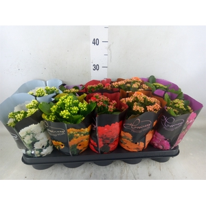Kalanchoe blos.   ..rosebud rs fl 5