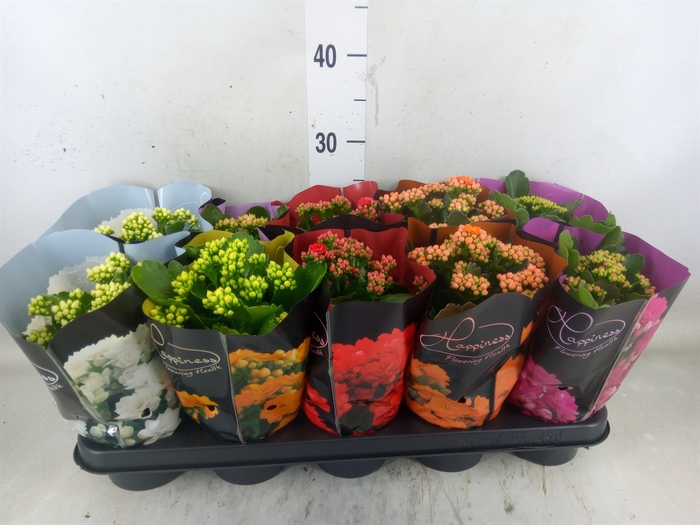 <h4>Kalanchoe blos.   ..rosebud rs fl 5</h4>