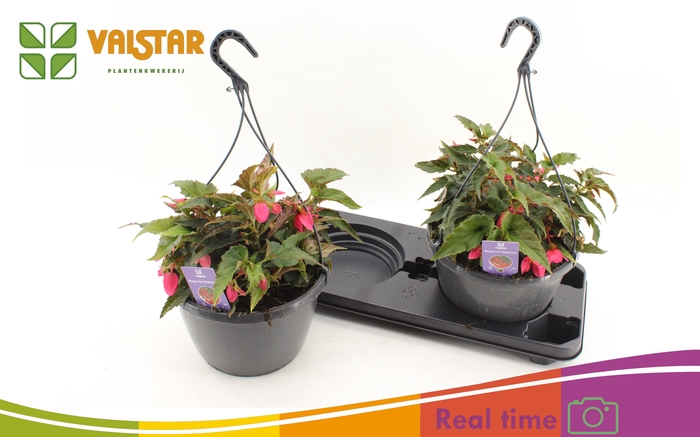 <h4>BEGO WF DR ENC PINK</h4>