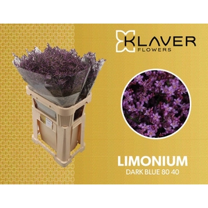 Limonium Safora Dark Blue  Klaver