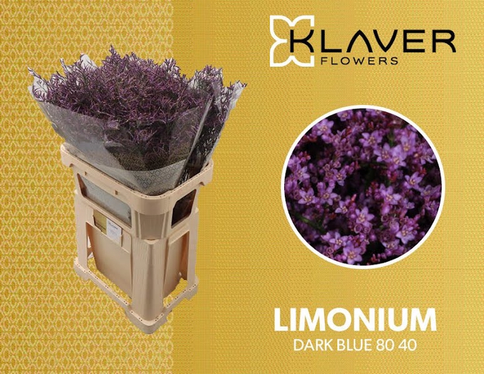 <h4>Limonium Safora Dark Blue  Klaver</h4>