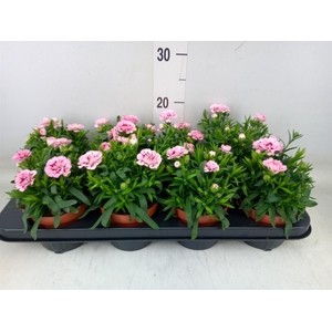 Dianthus  'Oscar Purple Star'