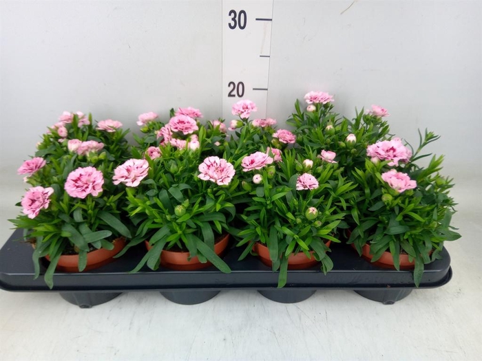 <h4>Dianthus  'Oscar Purple Star'</h4>