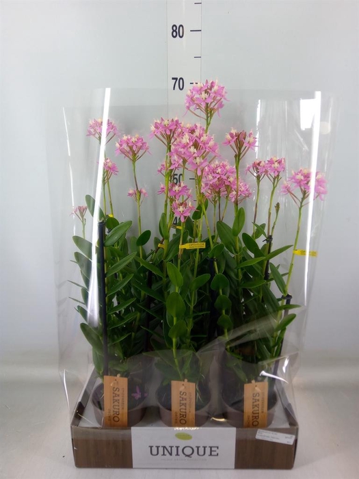 <h4>Epidendrum   ...</h4>