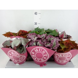Begonia BD rex 'Beleaf'  ...mix