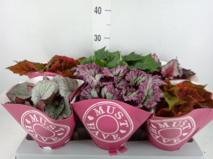 <h4>Begonia BD rex 'Beleaf' ...mix</h4>