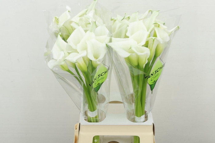 <h4>Zant Crystal Blush</h4>