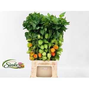 PHYSALIS LAMPION TAK