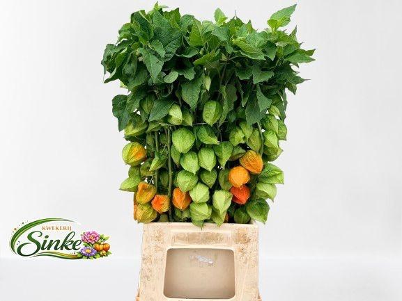 <h4>PHYSALIS LAMPION TAK</h4>