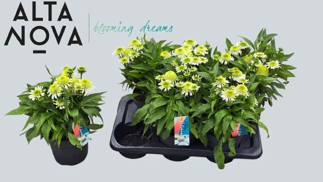 <h4>ECHINA SUNSEEK W PER</h4>