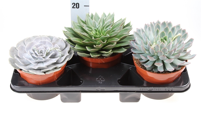 <h4>Echeveria   ...mix</h4>