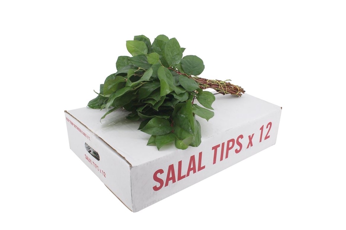 Salal Tip X12