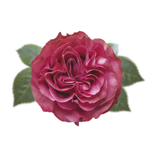 R GR COUNTRY BLUES Naranjo