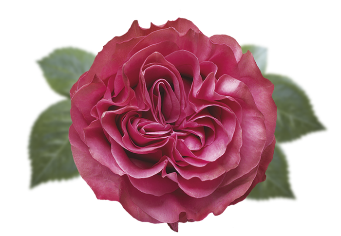 <h4>R GR COUNTRY BLUES Naranjo</h4>