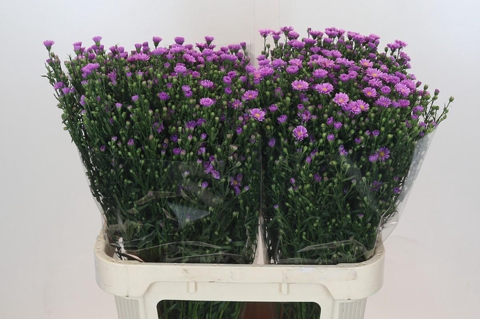 <h4>Aster Casarosa</h4>