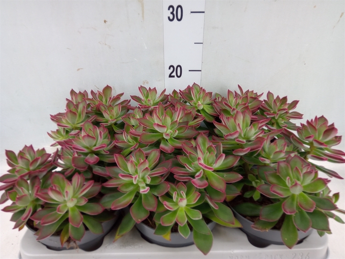 <h4>Echeveria pulvinata 'Devotion'</h4>