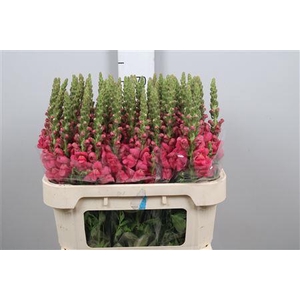 Antir Avignon Rose