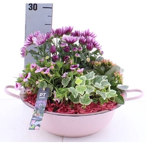 ARR TUINPLANTEN