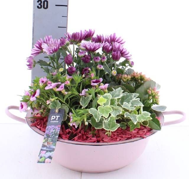 <h4>ARR TUINPLANTEN</h4>