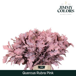 Quercus Rubra L80 Pink