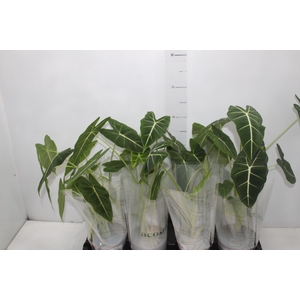 ALOCASIA FRYDEK P12