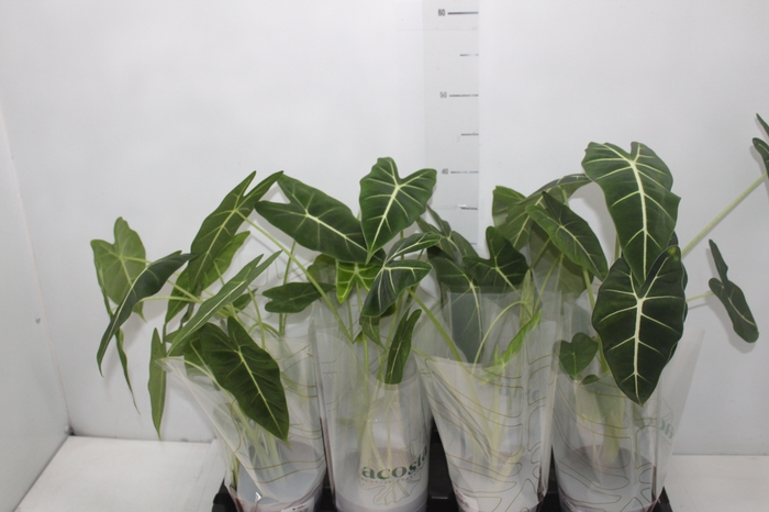 <h4>ALOCASIA FRYDEK P12</h4>