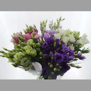 BQ Mono Eustoma x5 mix 60cm