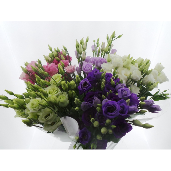 <h4>BQ Mono Eustoma x5 mix 60cm</h4>