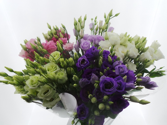 Bouquet Mono Eustoma x5 mix 60cm