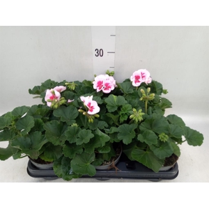 Pelargonium zona.   ...F1