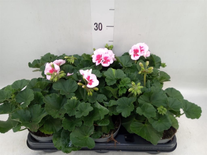 <h4>Pelargonium zona.   ...F1</h4>