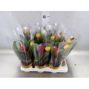 Guzmania  'Priscilla'