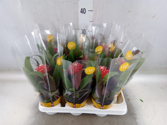 <h4>Guzmania  'Priscilla'</h4>