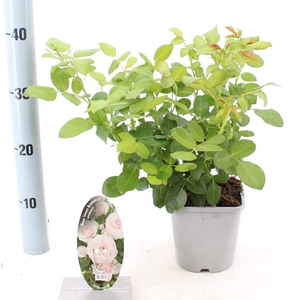 Rosa Sweet Romanza ®