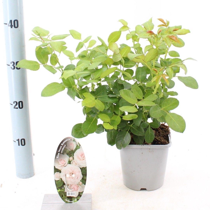 <h4>Rosa Sweet Romanza ®</h4>